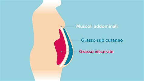 Foto schematica che ritrae la stratificazione dello strato adiposo di una pancia maschile, vista di profilo: grasso sub-cutaneo, muscoli addominali e grasso viscerale